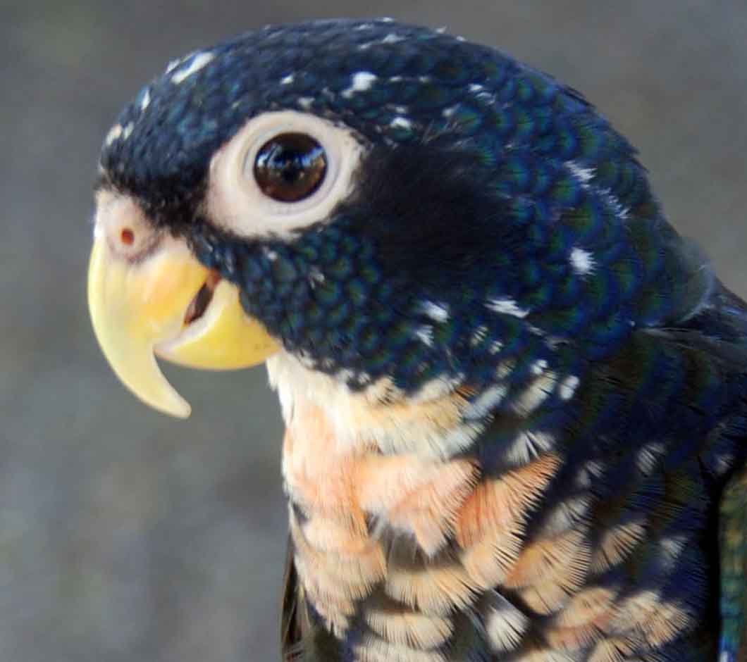 Pionus chalcopterus 